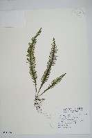 藏品(穴子蕨)的圖片