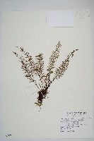 藏品(細葉蒿蕨)的圖片