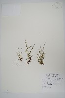 藏品(連孢一條線蕨)的圖片