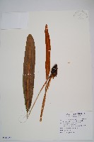 藏品(呂宋舌蕨、台灣舌蕨)的圖片