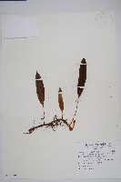 藏品(爪哇舌蕨)的圖片