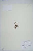 藏品(梳葉蕨)的圖片