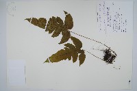 藏品(聖蕨)的圖片