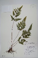 藏品(闊片鱗始蕨、錢氏鱗始蕨)的圖片