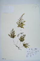 藏品(細葉蕗蕨)的圖片