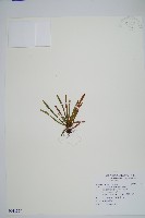 藏品(短柄禾葉蕨)的圖片