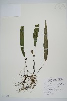 藏品(單葉雙蓋蕨)的圖片