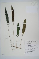 藏品(新月蕨)的圖片