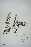 藏品(線片長筒蕨)的圖片