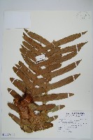 藏品(連珠蕨)的圖片