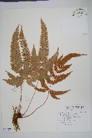 藏品(紅柄鳳尾蕨)的圖片