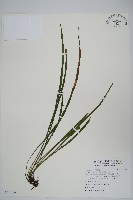 藏品(書帶蕨)的圖片