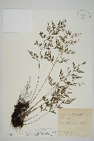 藏品(大黑柄鐵角蕨、黃鱗鐵角蕨、大羽鐵角蕨)的圖片