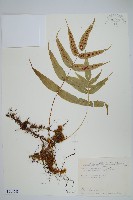 藏品(肢節蕨)的圖片