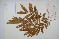 藏品(觀音座蓮舅)的圖片