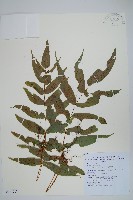 藏品(肢節蕨)的圖片