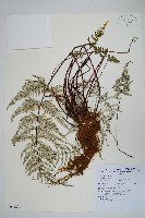 藏品(深山粉背蕨)的圖片