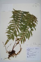 藏品(斜葉金星蕨)的圖片