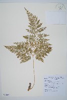 藏品(海州骨碎補)的圖片