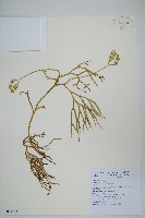 藏品(地刷子)的圖片