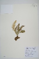 藏品(蒿蕨)的圖片