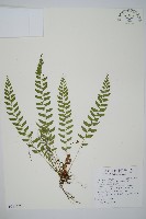 藏品(臺灣耳蕨)的圖片