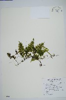 藏品(蕗蕨)的圖片