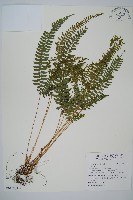 藏品(韓氏耳蕨)的圖片