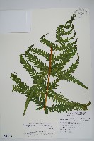 藏品(光囊紫柄蕨)的圖片