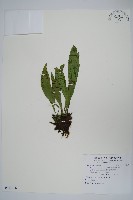 藏品(臺灣車前蕨)的圖片