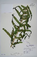 藏品(大葉毛蕨)的圖片