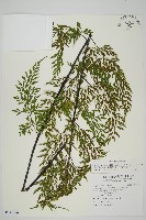 藏品(大黑柄鐵角蕨、黃鱗鐵角蕨、大羽鐵角蕨)的圖片