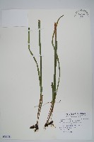 藏品(垂葉書帶蕨)的圖片