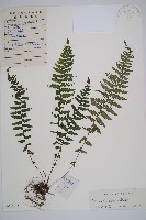 藏品(麥稈蹄蓋蕨)的圖片