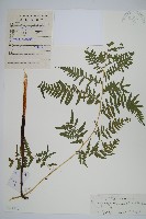 藏品(蕨)的圖片