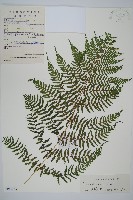 藏品(狹葉蹄蓋蕨)的圖片