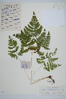 藏品(羽節蕨)的圖片