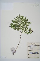 藏品(黑鱗短腸蕨)的圖片