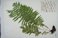 藏品(莢果蕨)的圖片