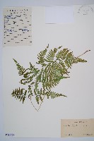 藏品(日本蹄蓋蕨)的圖片