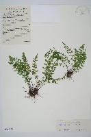 藏品(小鐵角蕨)的圖片