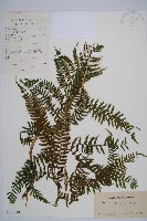 藏品(短葉蹄蓋蕨)的圖片