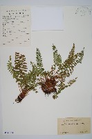 藏品(岩蕨)的圖片