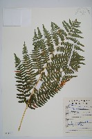 藏品(蕨)的圖片