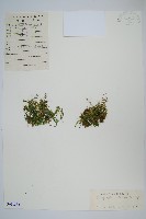 藏品(小卷柏)的圖片