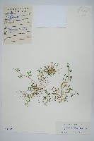 藏品(中華卷柏)的圖片