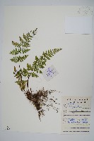 藏品(華北薄鱗蕨)的圖片