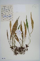 藏品(華北石葦)的圖片