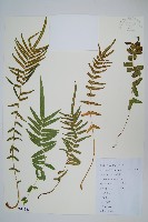 藏品(鱗蓋鳳尾蕨)的圖片