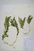 藏品(全緣卷柏)的圖片